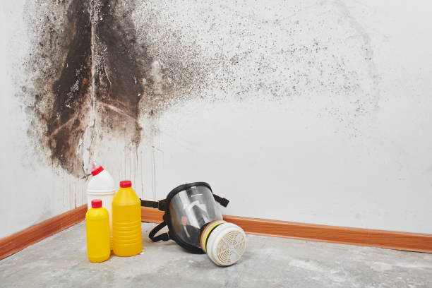 Attic Mold Removal in Stinnett, TX