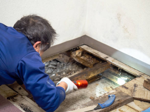 Best Certified Mold Removal  in Stinnett, TX