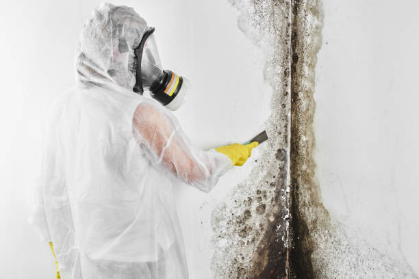 Trusted Stinnett, TX Mold Removal Experts