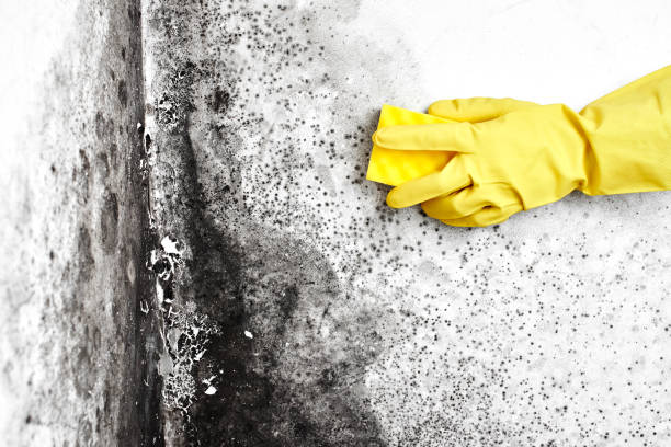 Best Professional Mold Removal  in Stinnett, TX