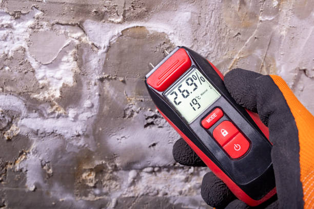 Best Toxic Mold Removal  in Stinnett, TX