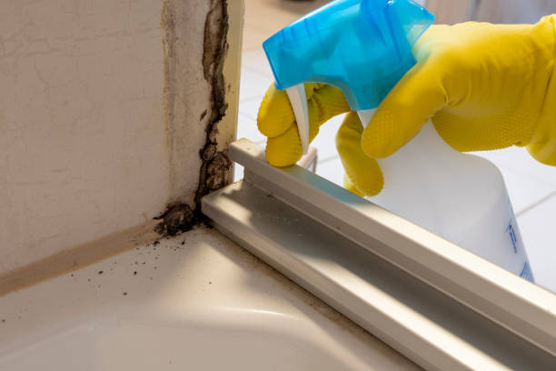 Crawl Space Mold Removal in Stinnett, TX