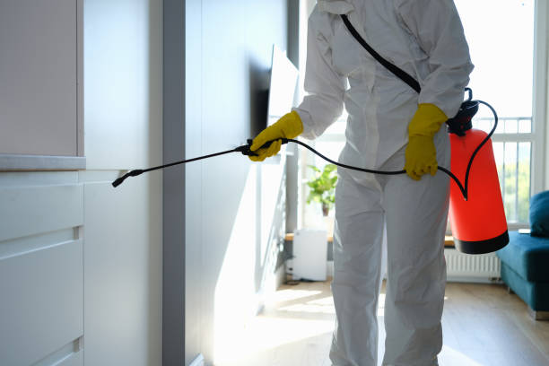 Best Mold Remediation  in Stinnett, TX