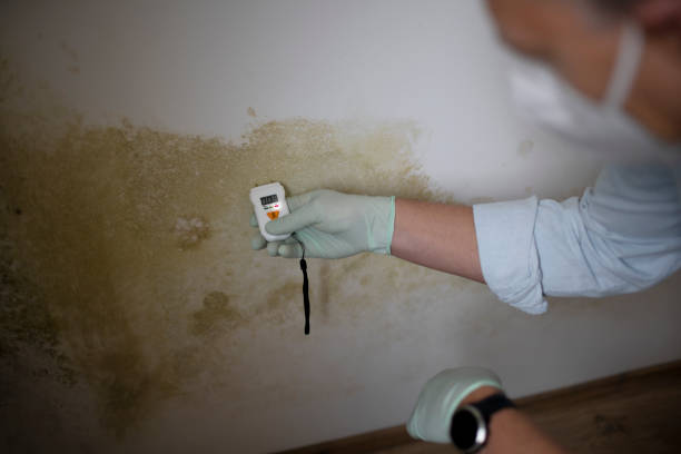 Best Black Mold Removal  in Stinnett, TX