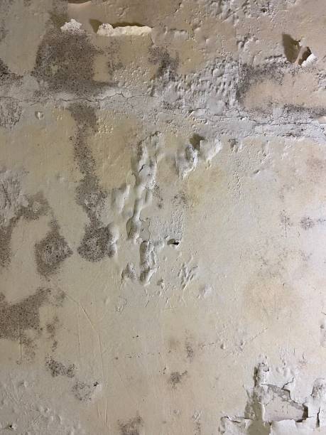 Best Mold Removal Near Me  in Stinnett, TX