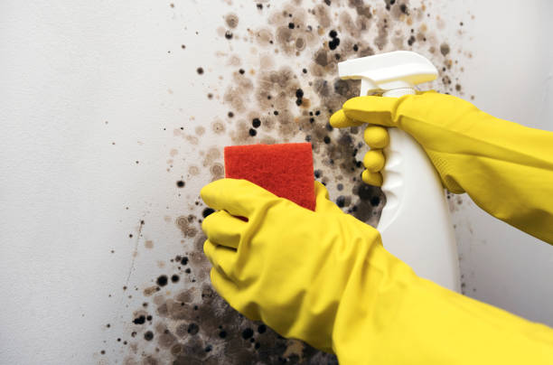 Best Mold Damage Repair  in Stinnett, TX