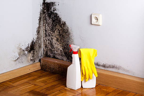Best Emergency Mold Removal  in Stinnett, TX