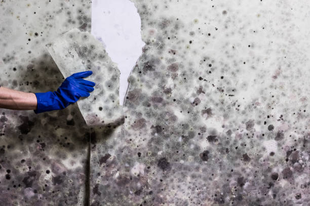 Best Same-Day Mold Removal  in Stinnett, TX