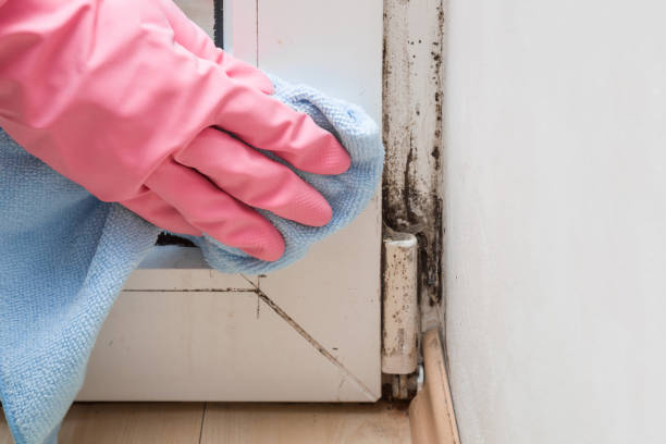 Best Commercial Mold Removal  in Stinnett, TX