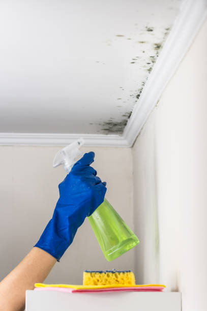 Best Mold Removal Process  in Stinnett, TX