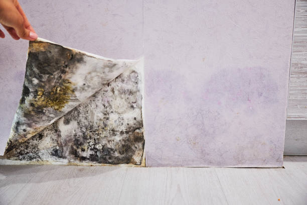 Best Water Damage Restoration  in Stinnett, TX